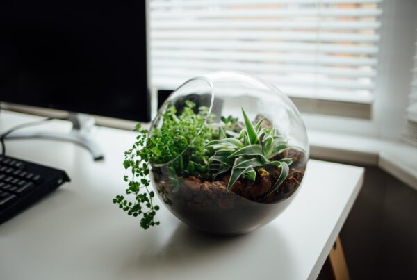 A terrarium with green plants sits on a desk next to a computer.